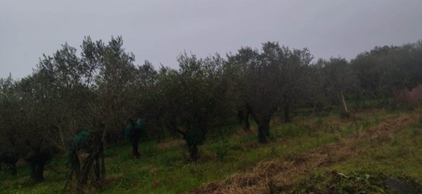 terreno agricolo in vendita a Pontecagnano Faiano