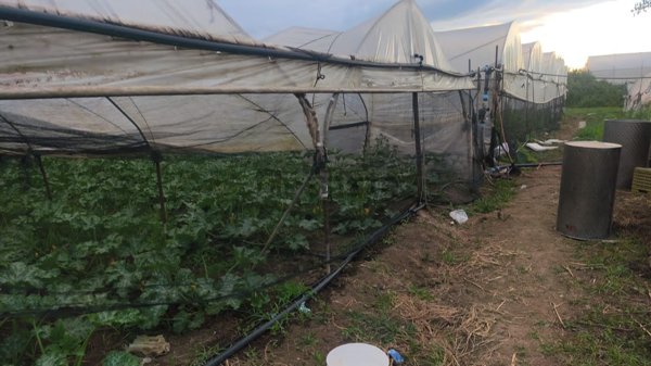 terreno agricolo in vendita a Pontecagnano Faiano