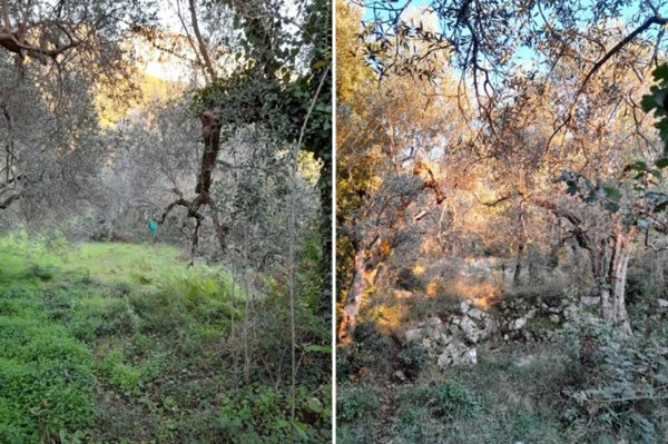 terreno agricolo in vendita a Postiglione