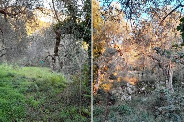 terreno agricolo in vendita a Postiglione