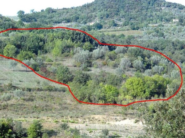 terreno agricolo in vendita a Prignano Cilento