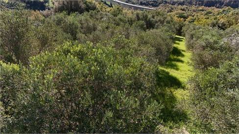 terreno agricolo in vendita a Prignano Cilento