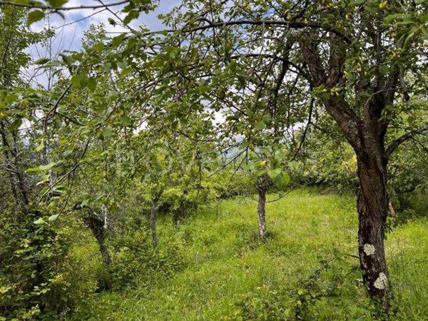 terreno agricolo in vendita a Rutino