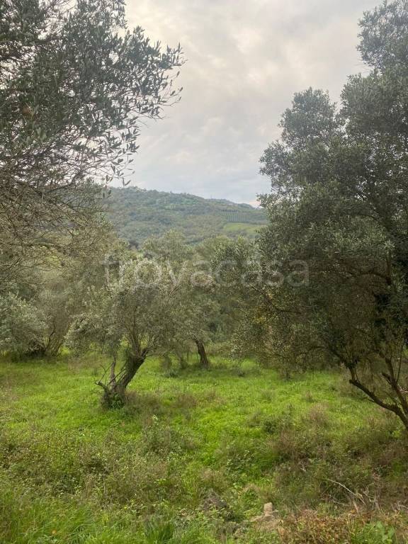 terreno agricolo in vendita a Rutino
