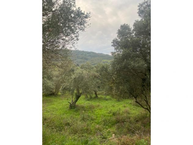 terreno agricolo in vendita a Rutino