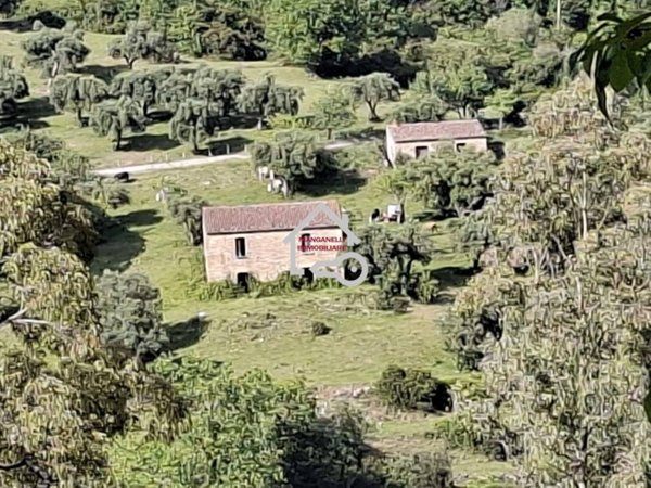 terreno agricolo in vendita a Rutino