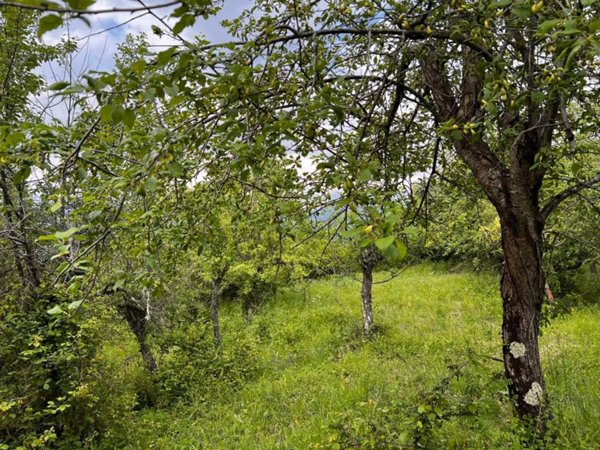 terreno agricolo in vendita a Rutino