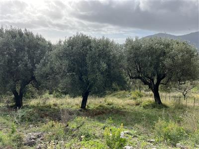 terreno agricolo in vendita a Salerno