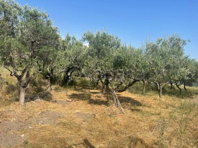 terreno agricolo in vendita a Salerno in zona Ogliara
