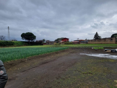 terreno agricolo in vendita a Salerno