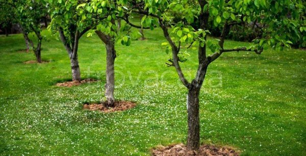 terreno agricolo in vendita a Salerno in zona Mennolella