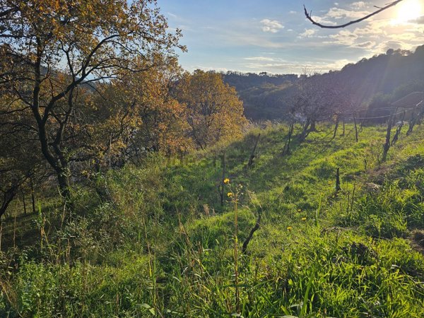 terreno agricolo in vendita a Salerno in zona Piegolelle-San Bartolomeo