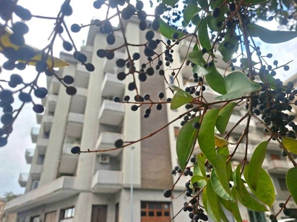 appartamento in vendita a Salerno