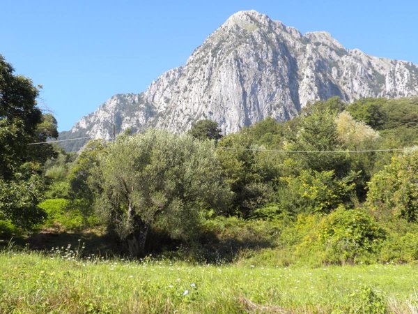 terreno agricolo in vendita a San Giovanni a Piro in zona Bosco