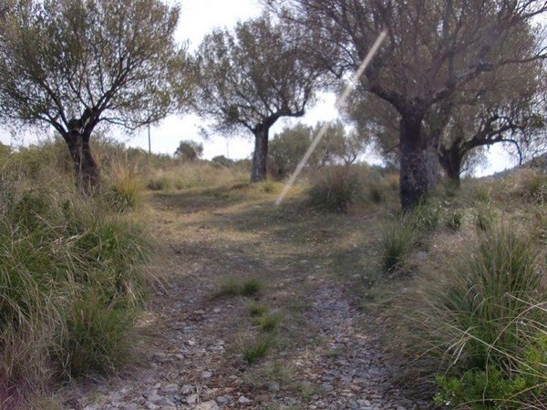 terreno agricolo in vendita a San Giovanni a Piro in zona Scario