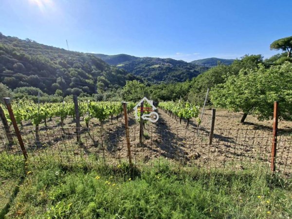 terreno agricolo in vendita a San Mauro Cilento