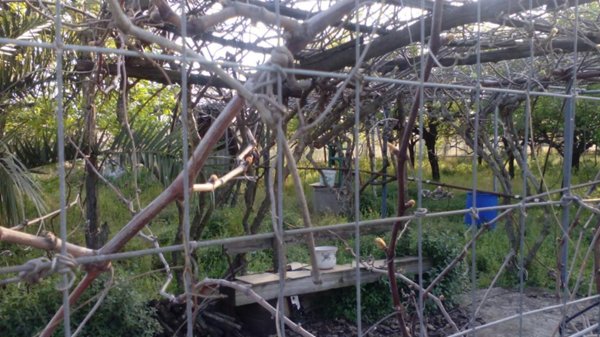 terreno agricolo in vendita a San Valentino Torio