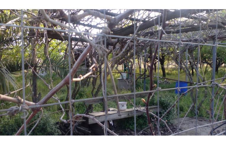 terreno agricolo in vendita a San Valentino Torio