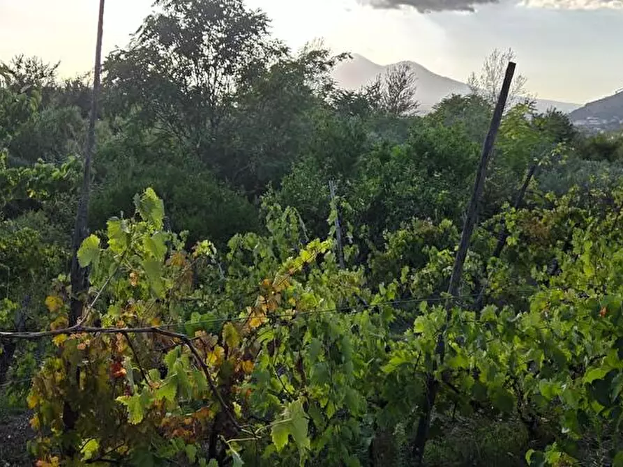 terreno agricolo in vendita a Sarno
