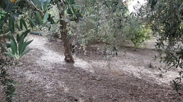 terreno agricolo in vendita a Sarno