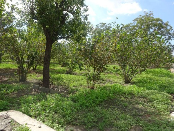 terreno agricolo in vendita a Sarno