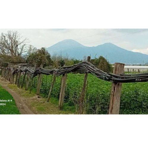 terreno agricolo in vendita a Scafati