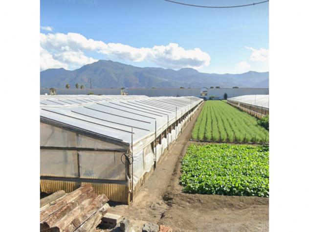 terreno agricolo in vendita a Scafati