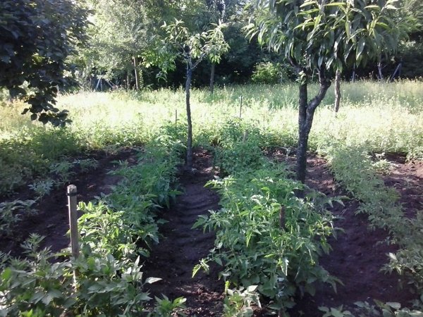 terreno agricolo in vendita a Siano