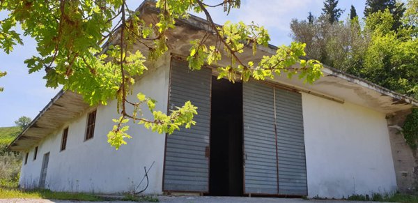 terreno agricolo in vendita a Torchiara