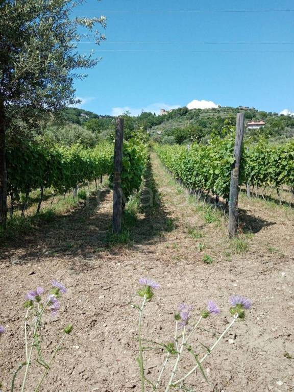 terreno agricolo in vendita a Torchiara