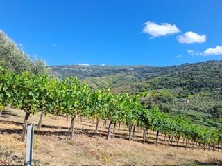 terreno agricolo in vendita a Torchiara