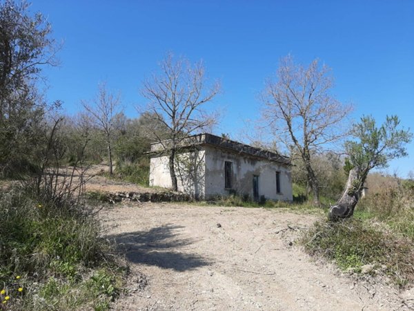terreno agricolo in vendita a Torchiara