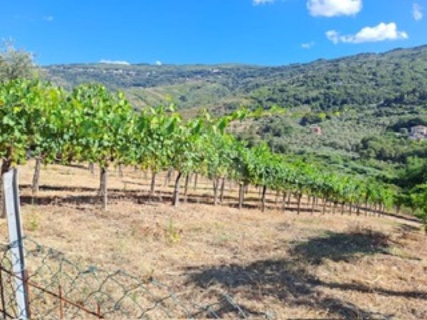 terreno agricolo in vendita a Torchiara