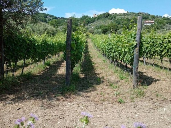 terreno agricolo in vendita a Torchiara