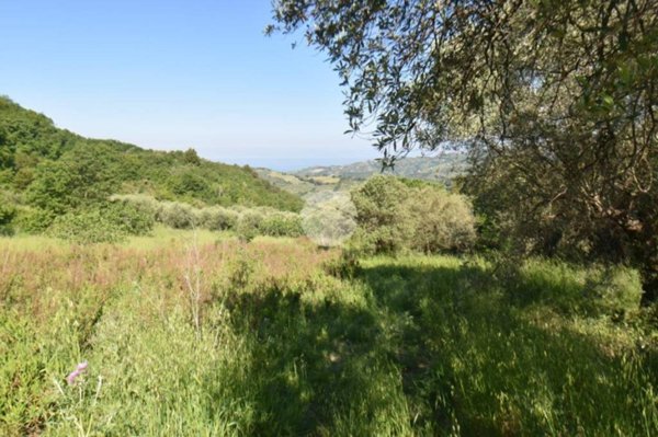 terreno agricolo in vendita a Torchiara