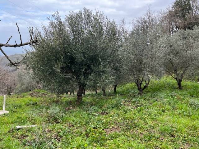 terreno agricolo in vendita a Torchiara in zona Copersito