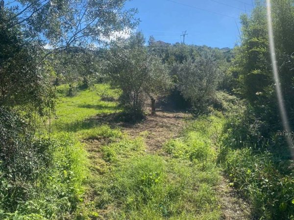 terreno agricolo in vendita a Torchiara in zona Copersito