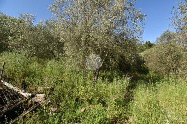 terreno agricolo in vendita a Torchiara in zona Copersito