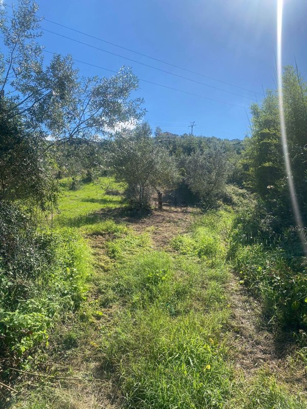 terreno in vendita a Torchiara