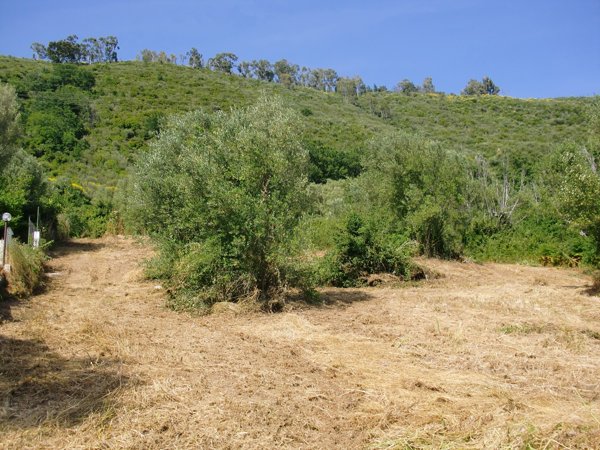 terreno agricolo in vendita a Torre Orsaia