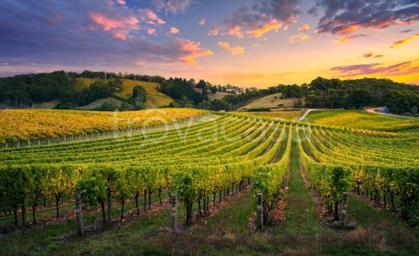 terreno agricolo in vendita a Corneliano d'Alba