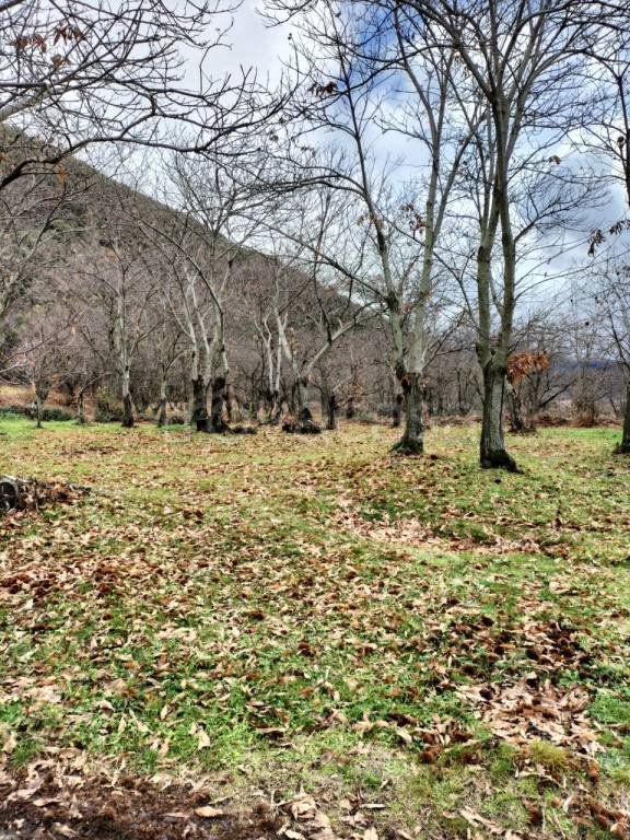 terreno agricolo in vendita a Trentinara