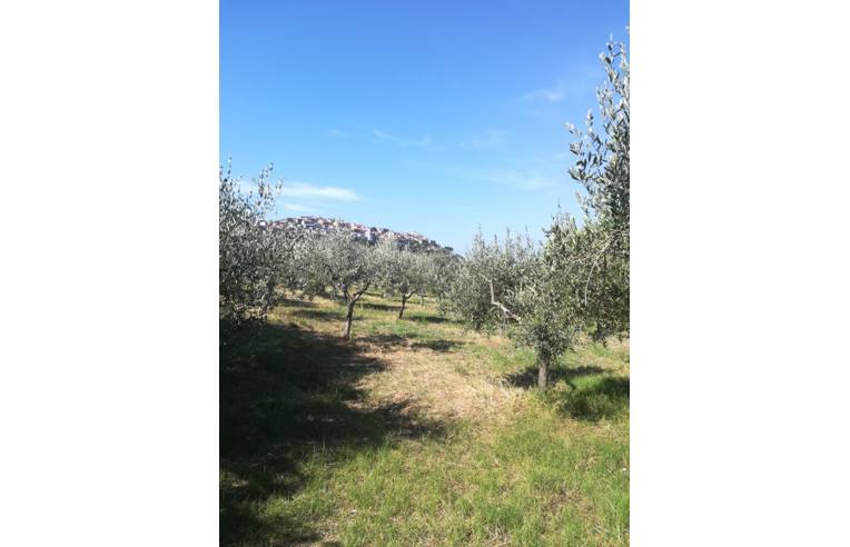 terreno agricolo in vendita a Trentinara