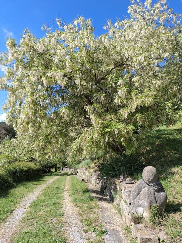 appartamento in vendita a Cortemilia