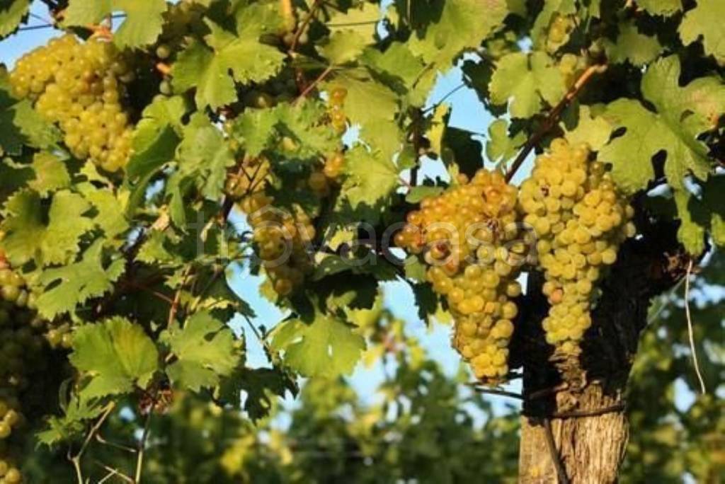 terreno agricolo in vendita a Cossano Belbo