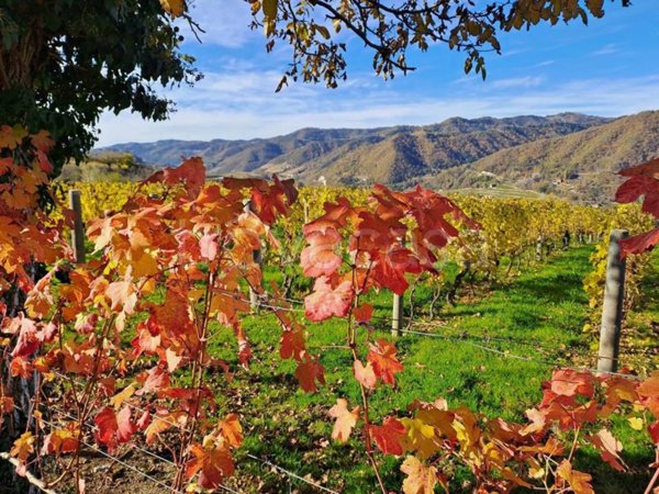 terreno agricolo in vendita a Cossano Belbo
