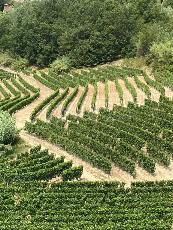 terreno agricolo in vendita a Cossano Belbo