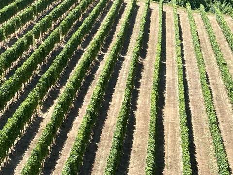 terreno agricolo in vendita a Cossano Belbo