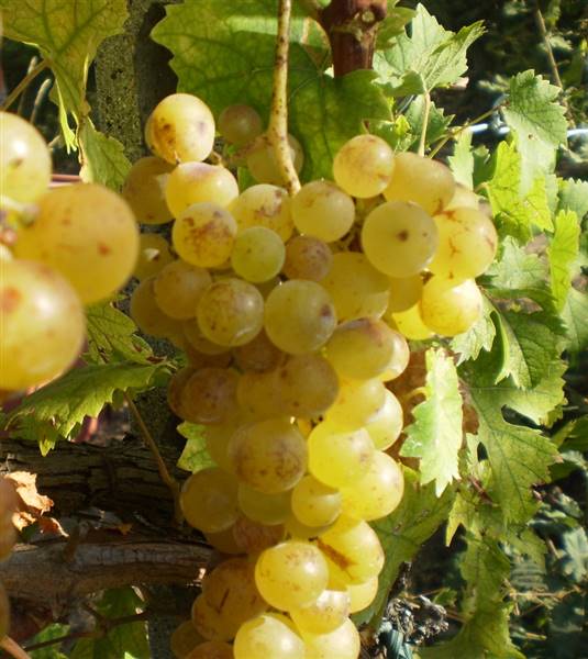 terreno agricolo in vendita a Cuneo