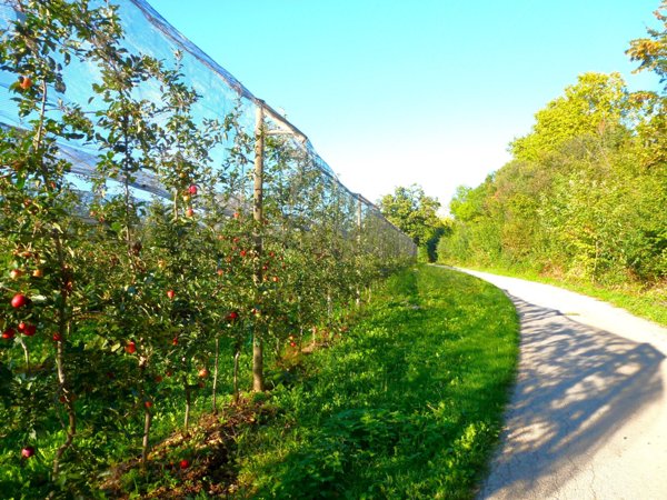terreno agricolo in vendita a Cuneo in zona Madonna dell'Olmo
